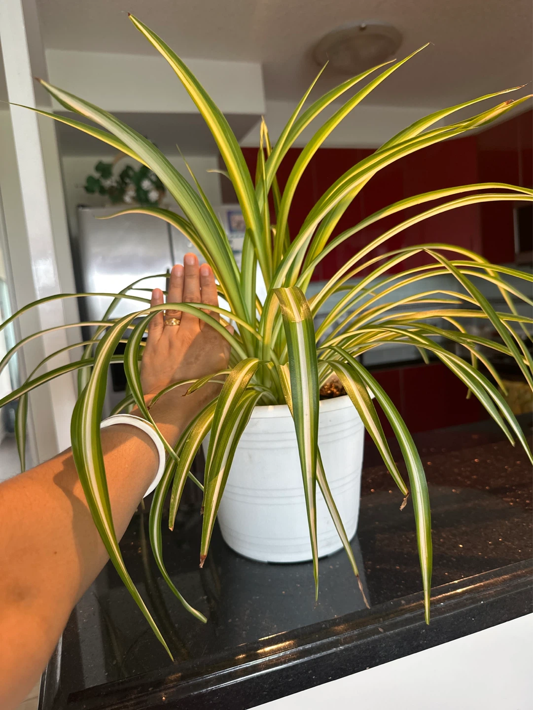 Spider Plant - photo 3