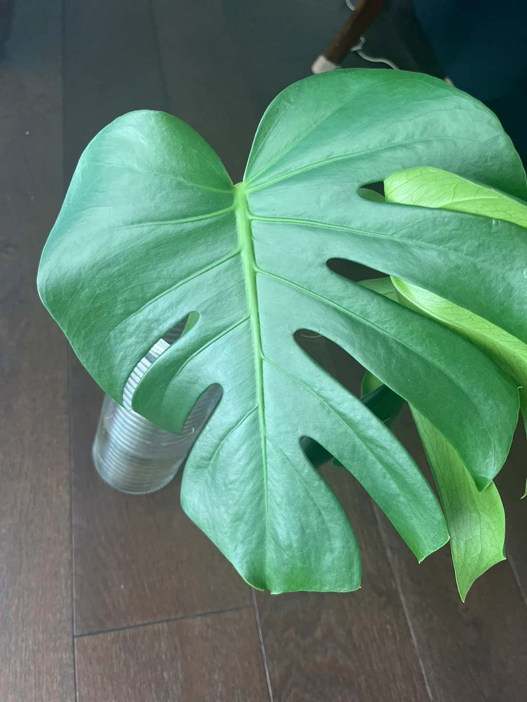 Monstera Plant Leaf Cutting