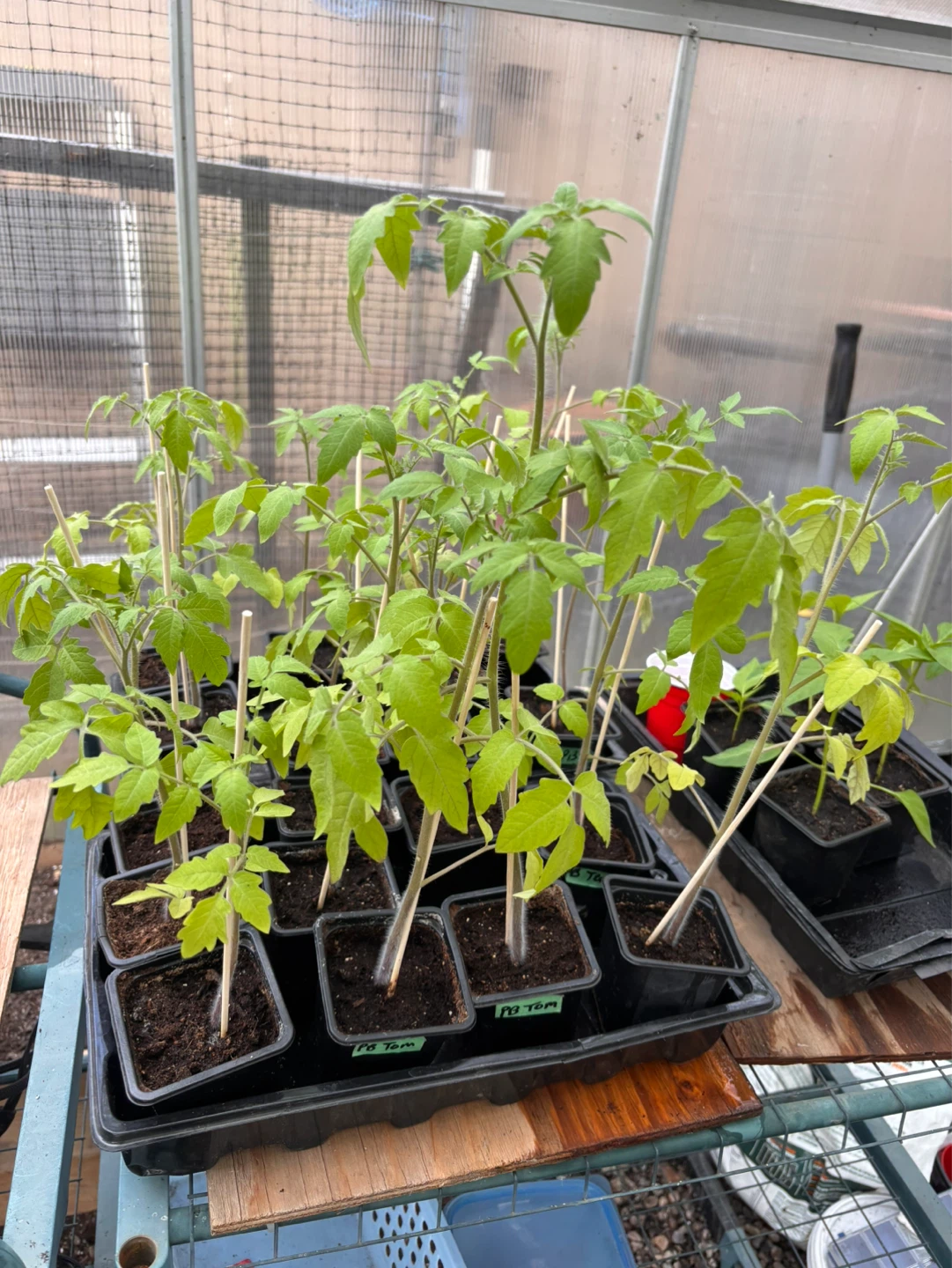 Tomato Seedlings $3 each. - photo 4