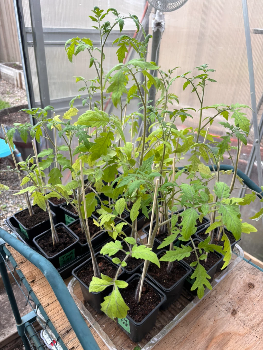 Tomato Seedlings $3 each. - photo 2