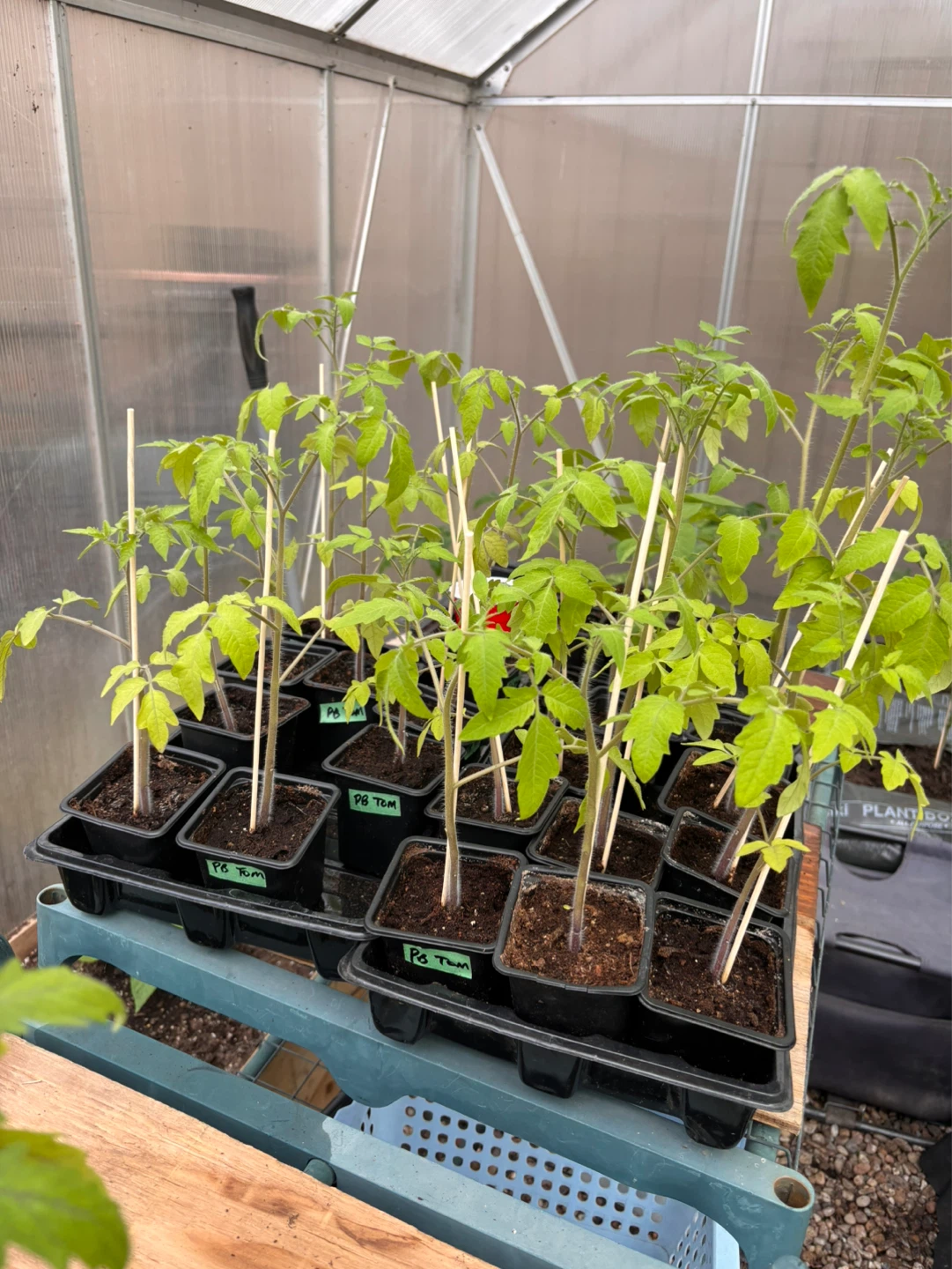 Tomato Seedlings $3 each. - photo 3