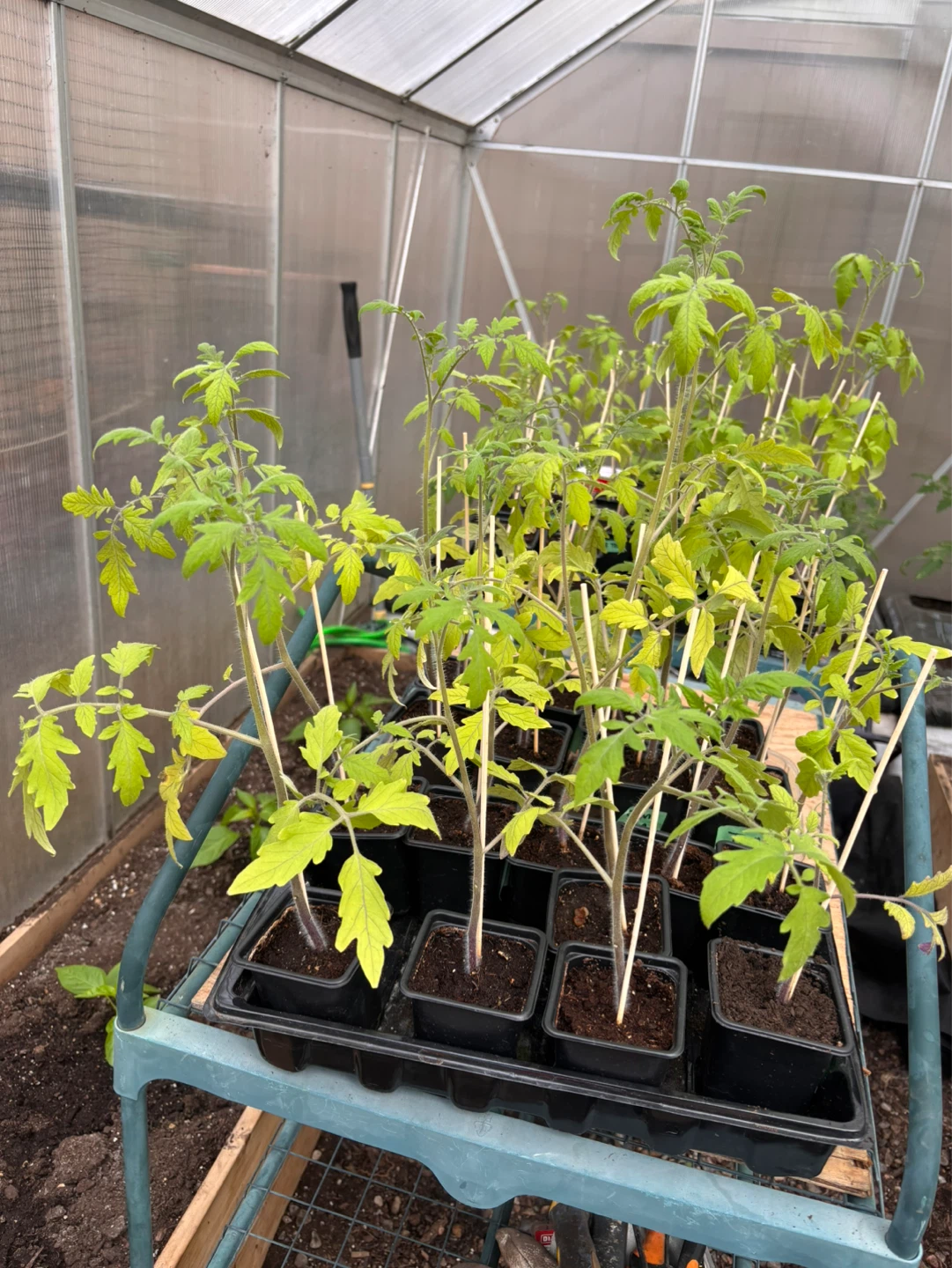 Tomato Seedlings $3 each.