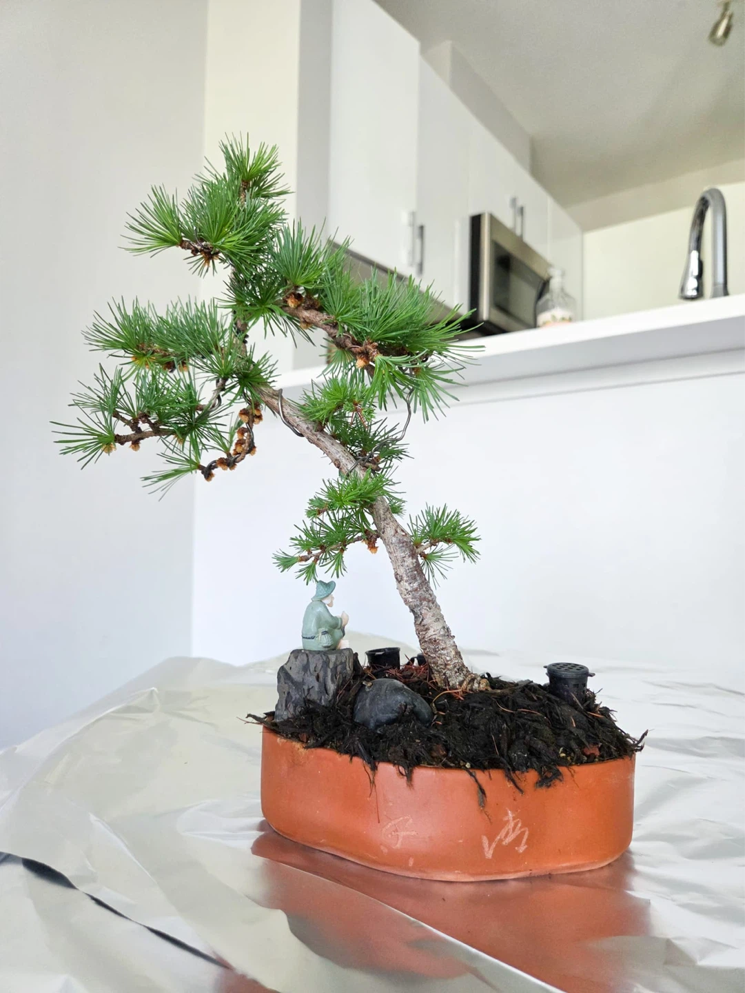 Japanese larch Bonsai Tree in Terracotta Pot with Figurines - photo 3