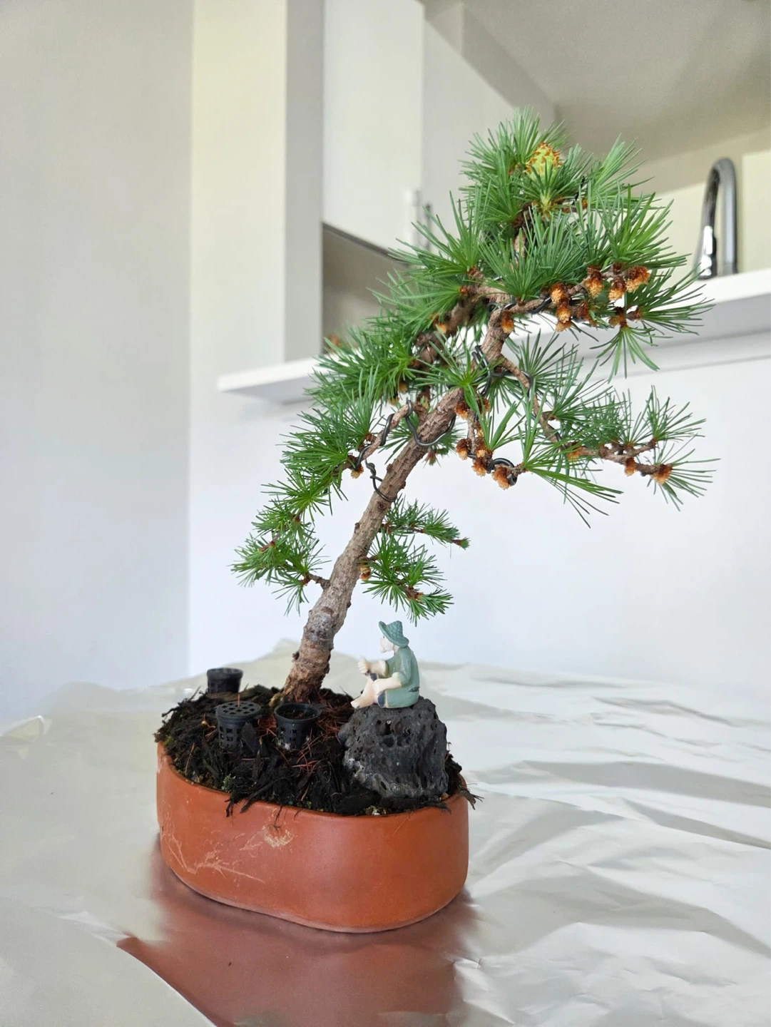 Japanese larch Bonsai Tree in Terracotta Pot with Figurines - photo 2