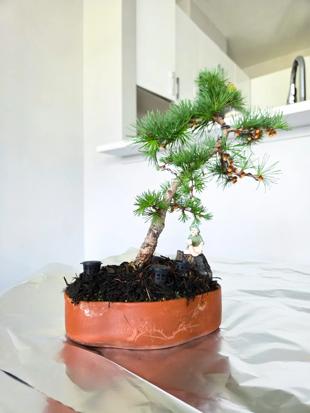 Japanese larch Bonsai Tree in Terracotta Pot with Figurines