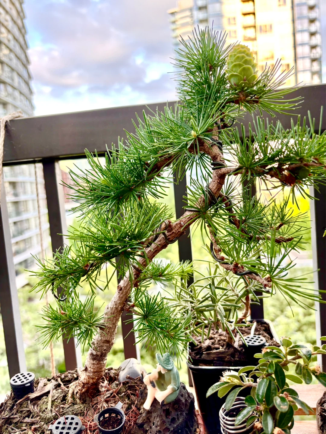 Japanese larch Bonsai Tree in Terracotta Pot with Figurines - photo 4