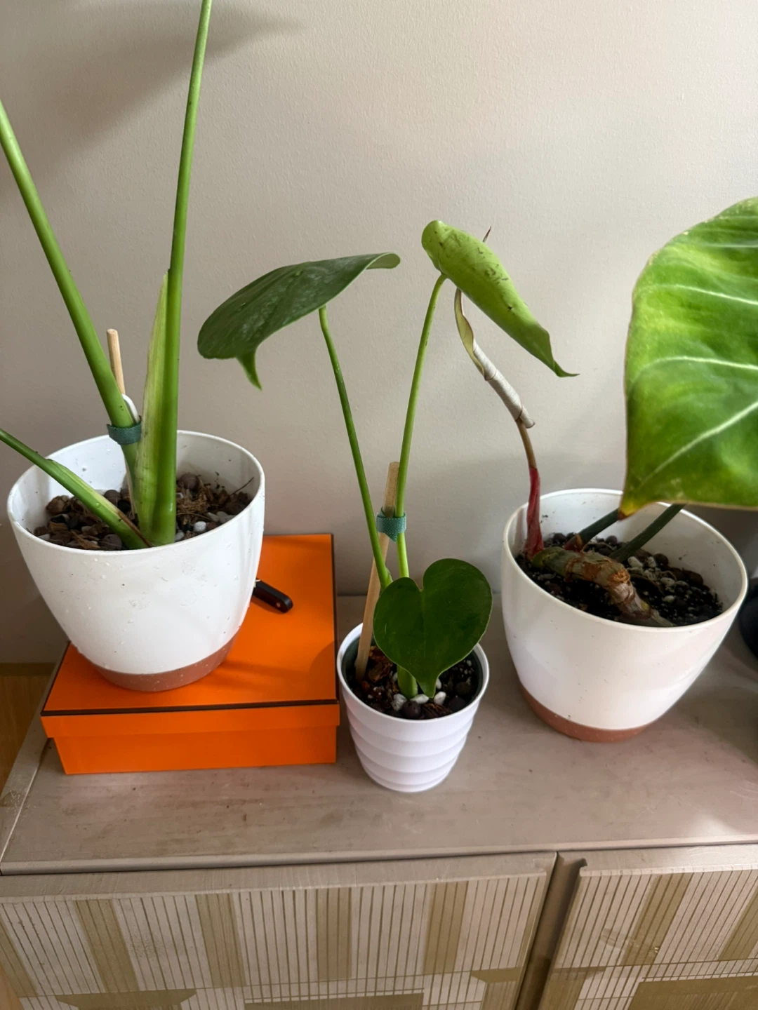 Baby monstera with white planter