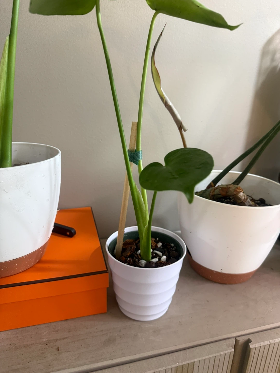 Baby monstera with white planter - photo 3