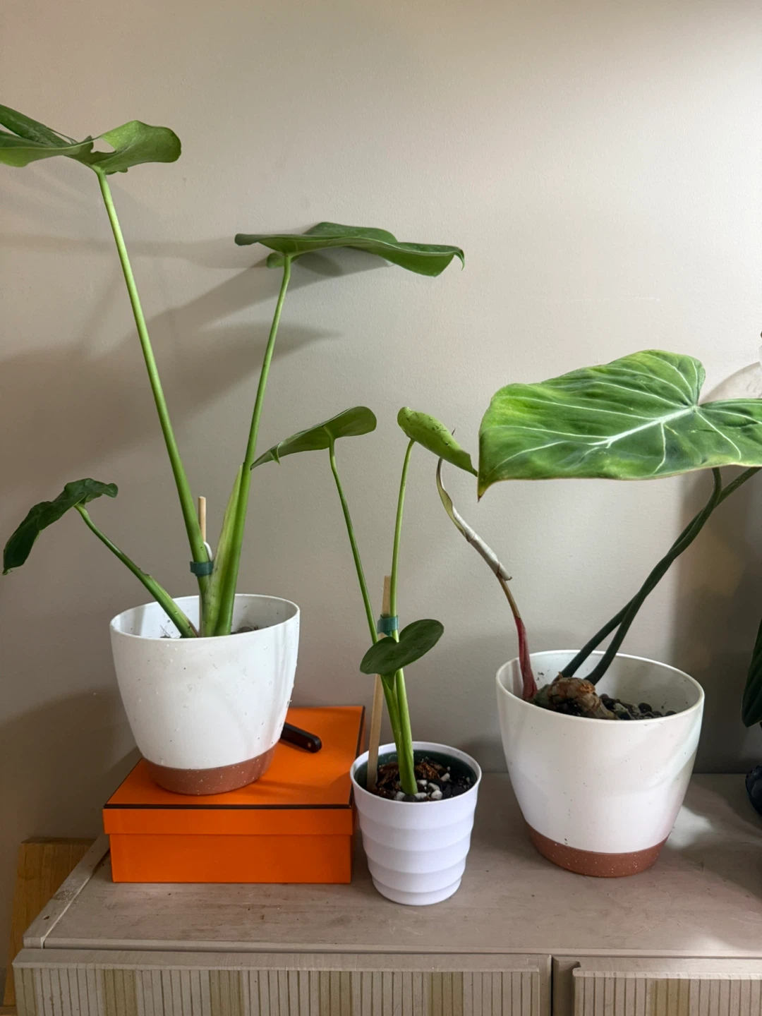 Baby monstera with white planter - photo 2