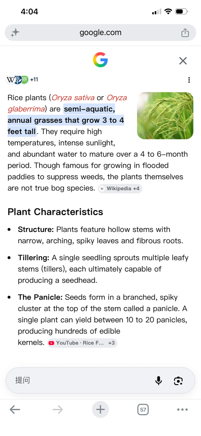 Rice Plants Seedlings - photo 2