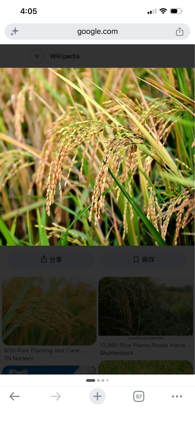 Rice Plants Seedlings