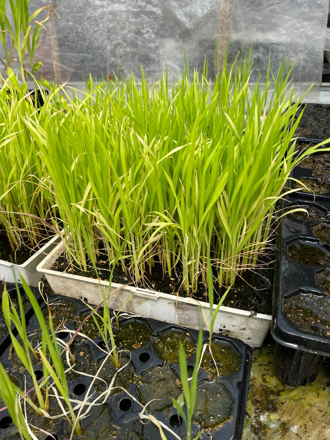 Rice Plants Seedlings - photo 4