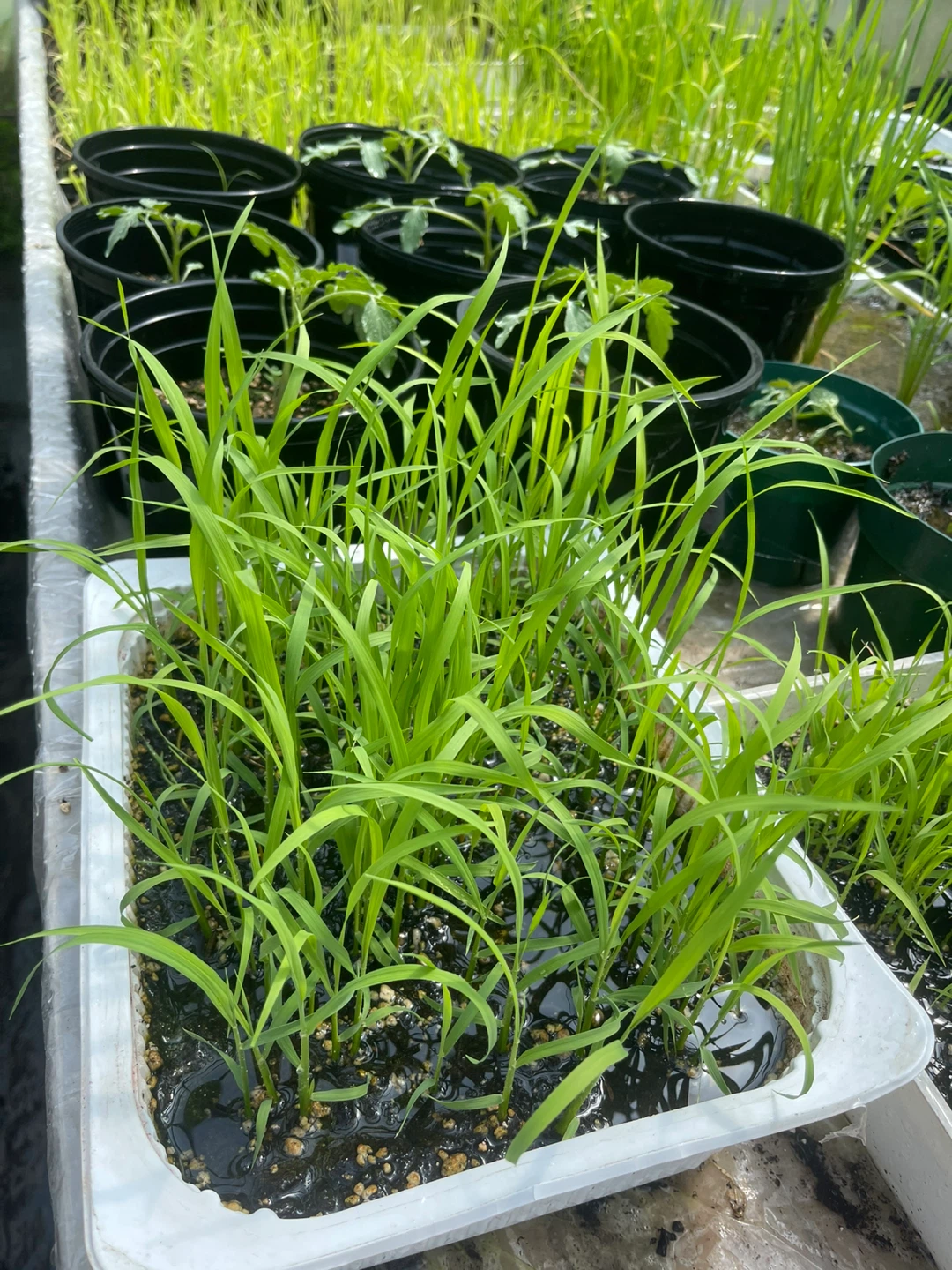 Rice Plants Seedlings - photo 5