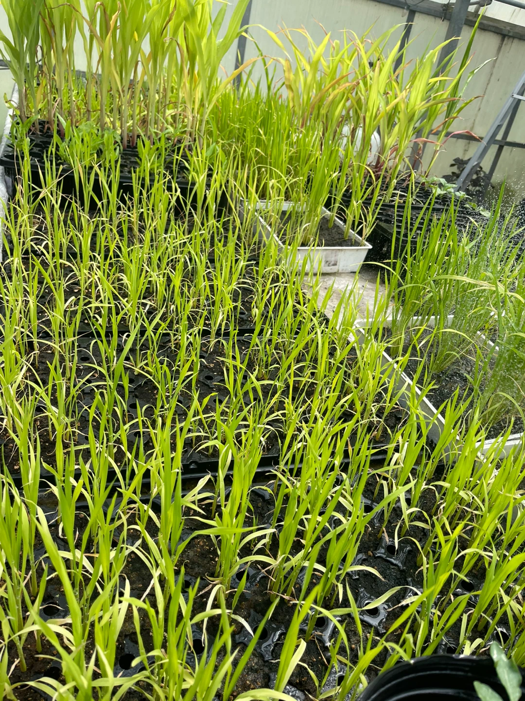 Rice Plants Seedlings - photo 3