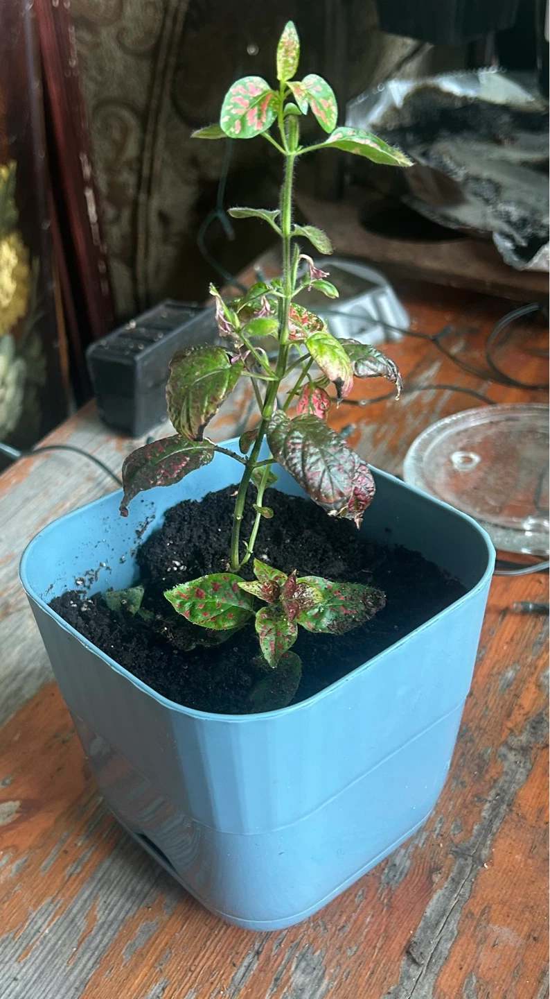 Polka Dot Plant in Blue Pot
