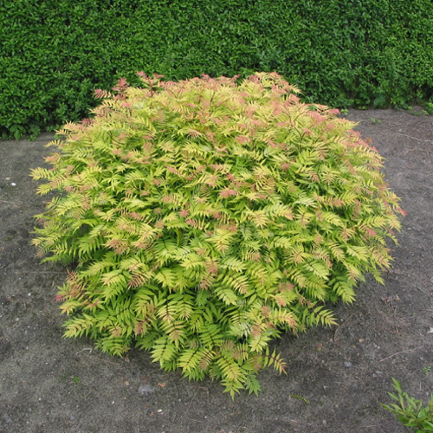 Sem False Spirea Shrub