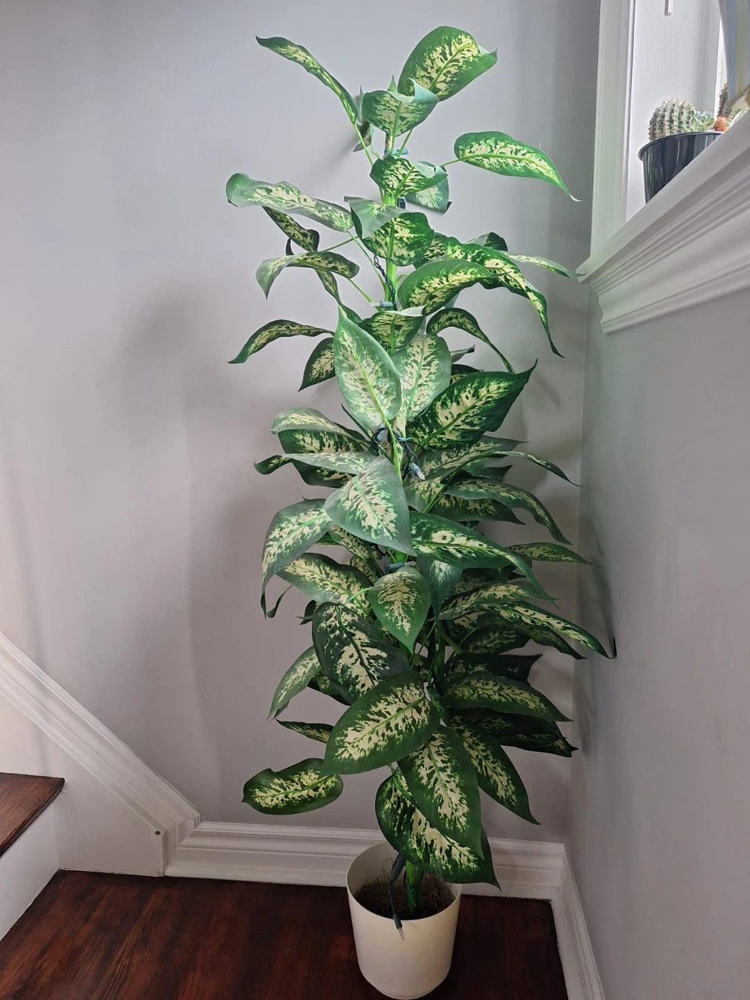Tall Dieffenbachia Houseplant