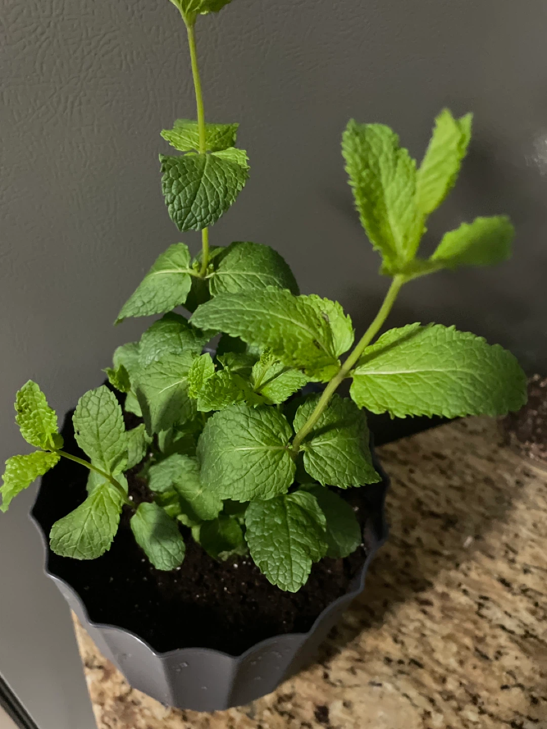 Potted Mint Plant - photo 2