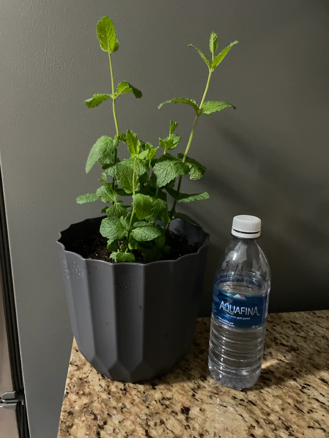 Potted Mint Plant - photo 3
