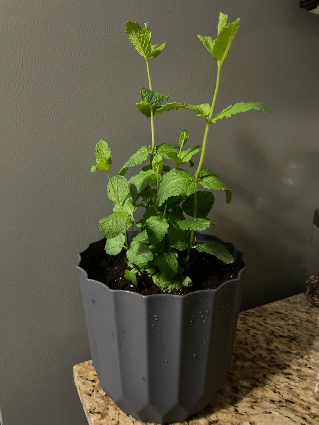 Potted Mint Plant