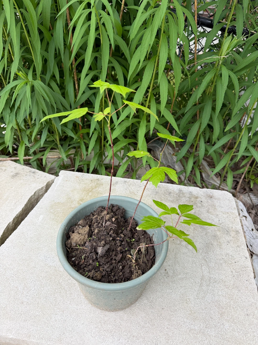 3 Box elder maple sapling