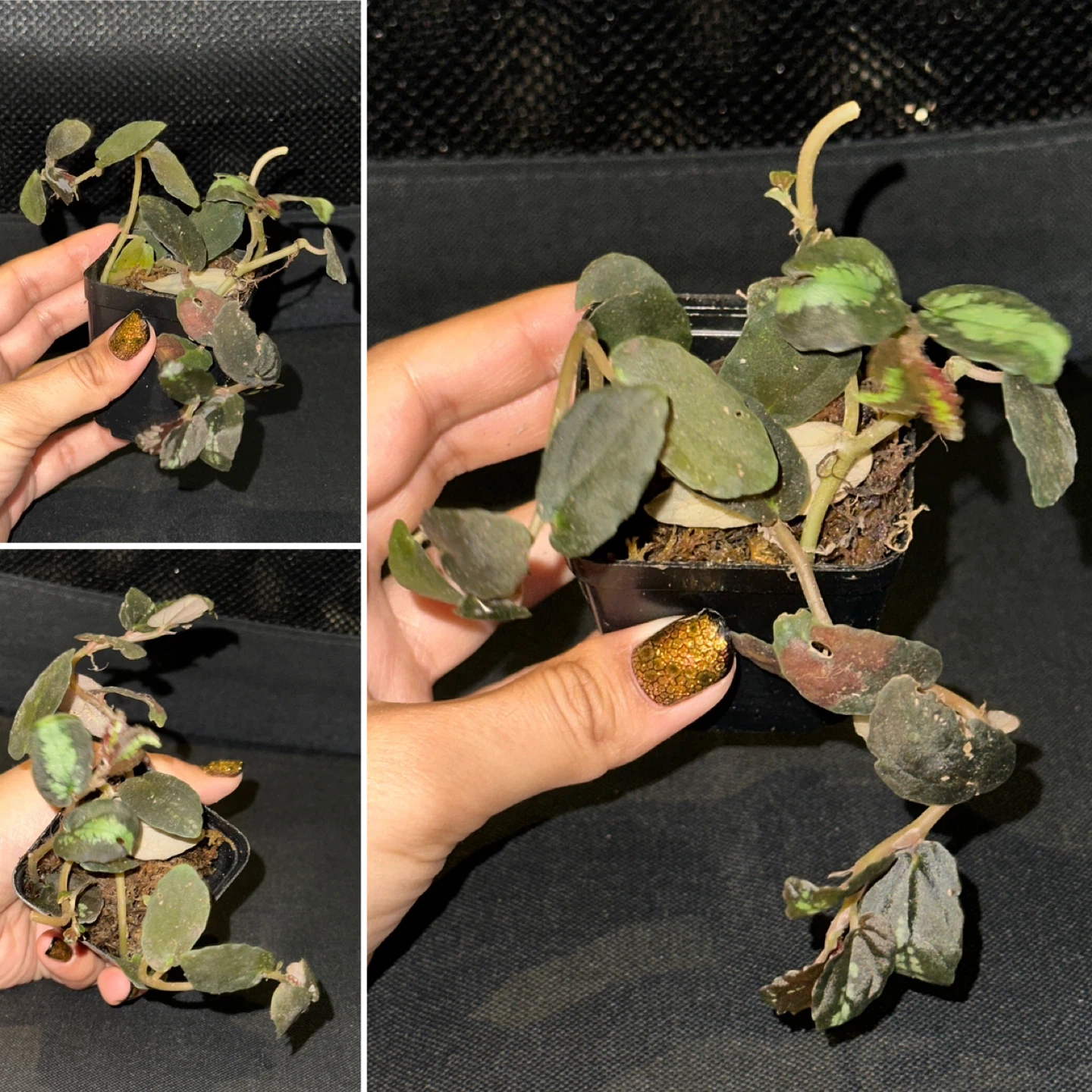 Pellonia Repens Plant - photo 4