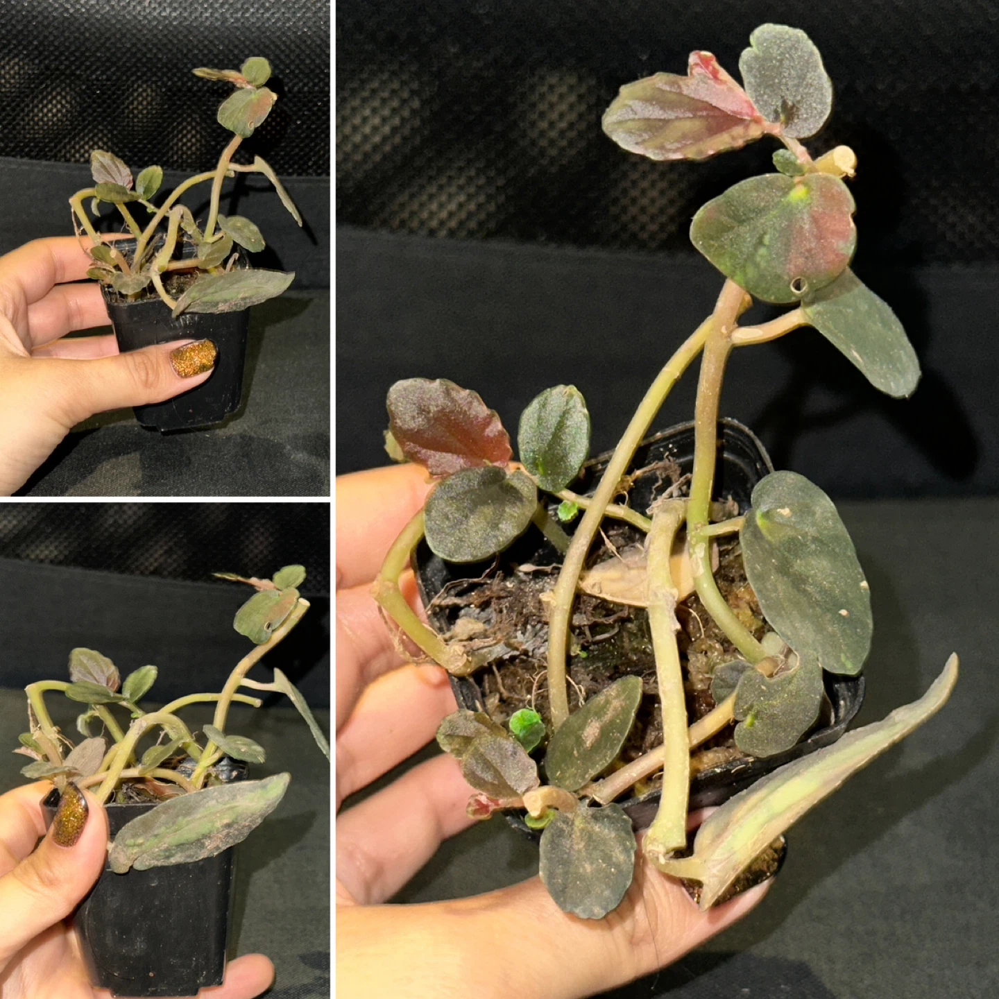 Pellonia Repens Plant - photo 5