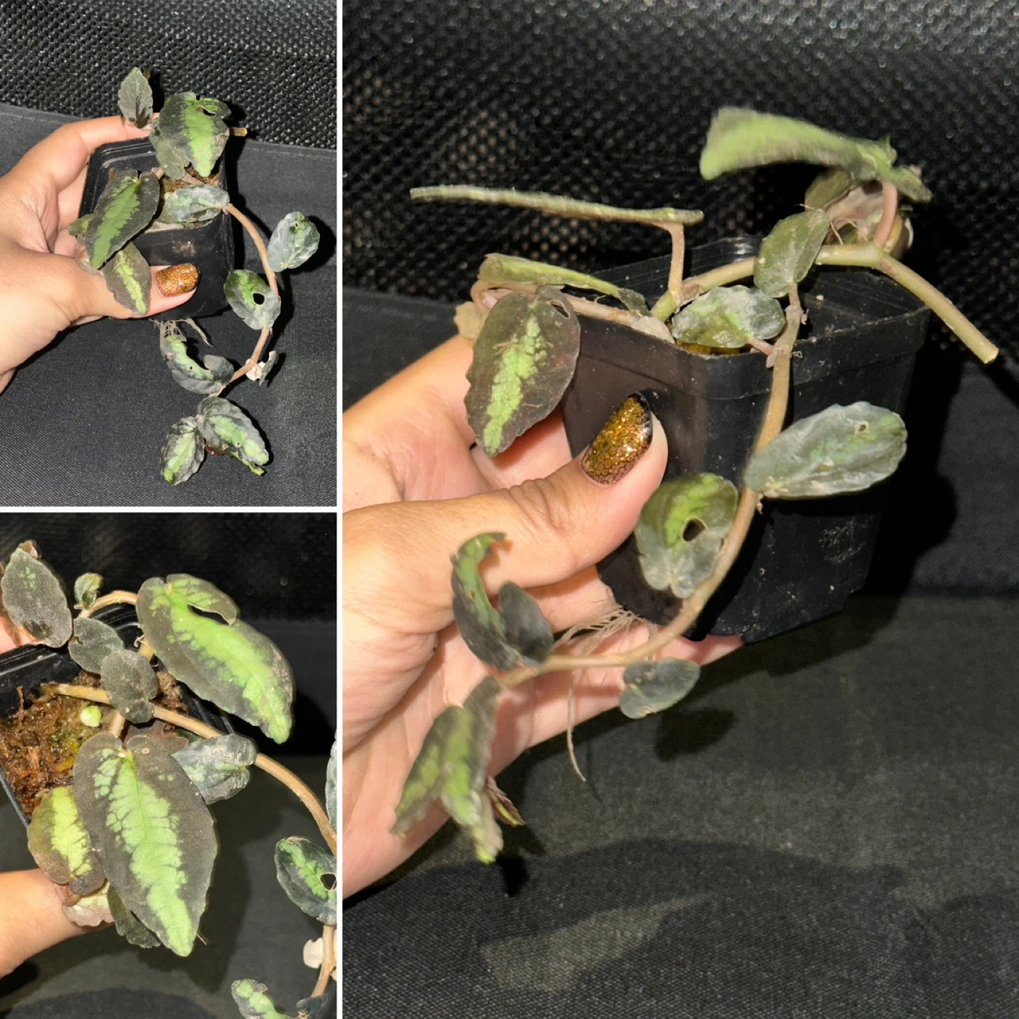 Pellonia Repens Plant - photo 3