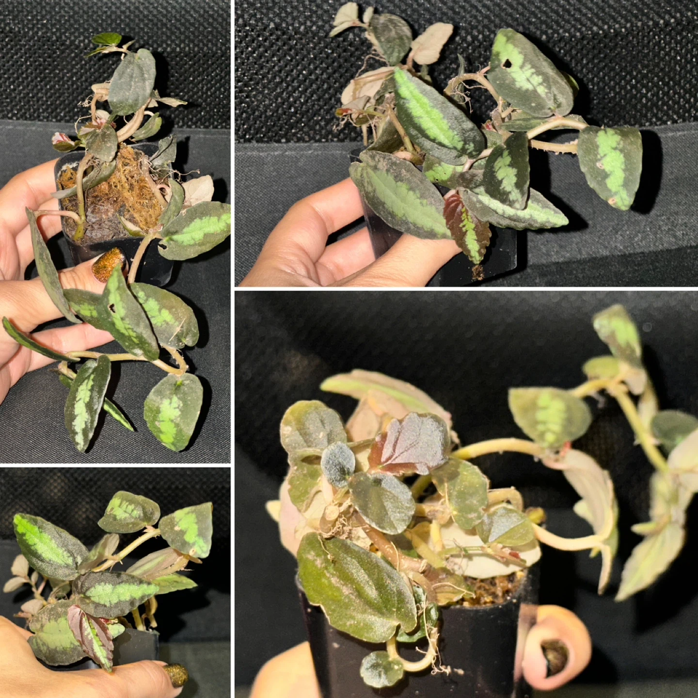 Pellonia Repens Plant - photo 2