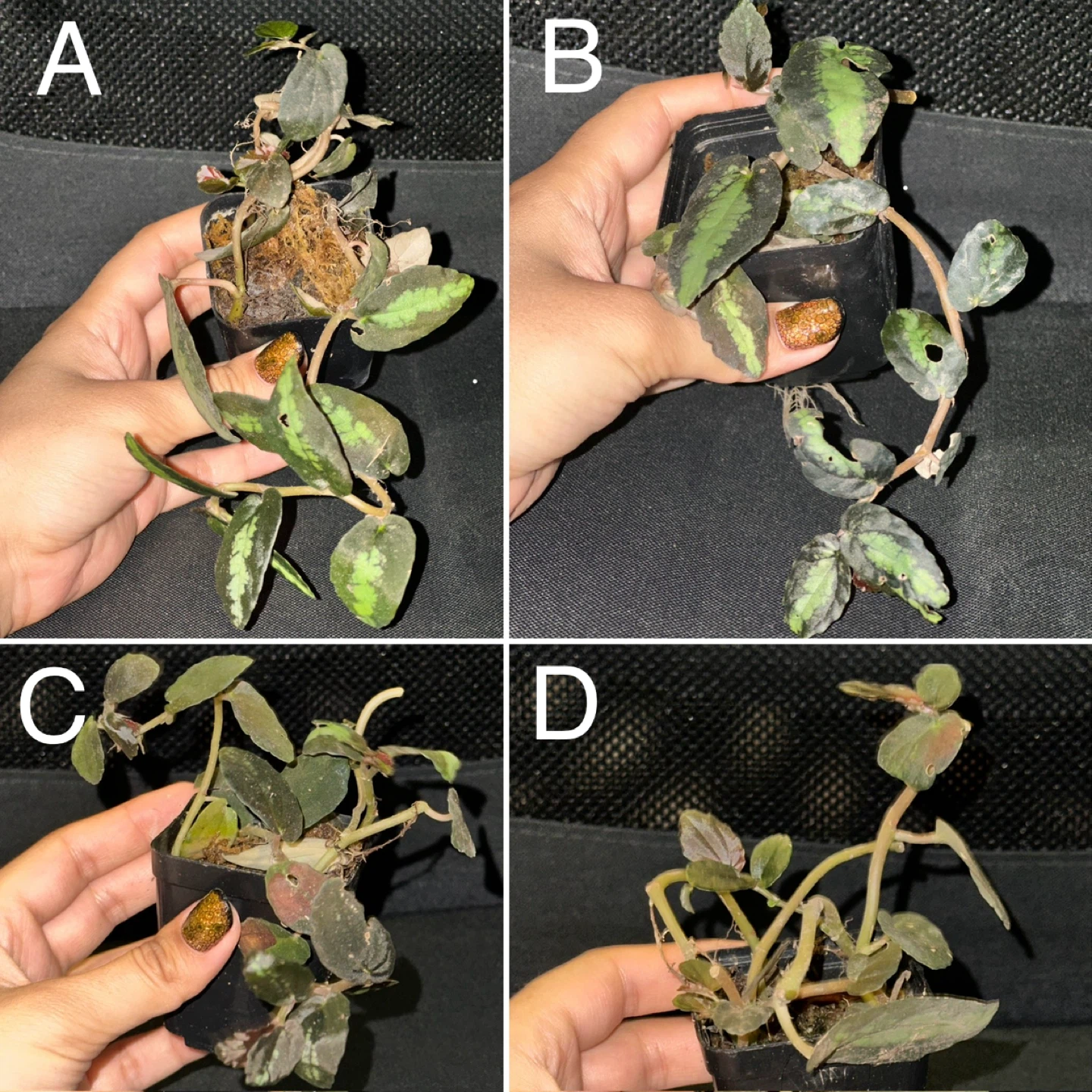 Pellonia Repens Plant