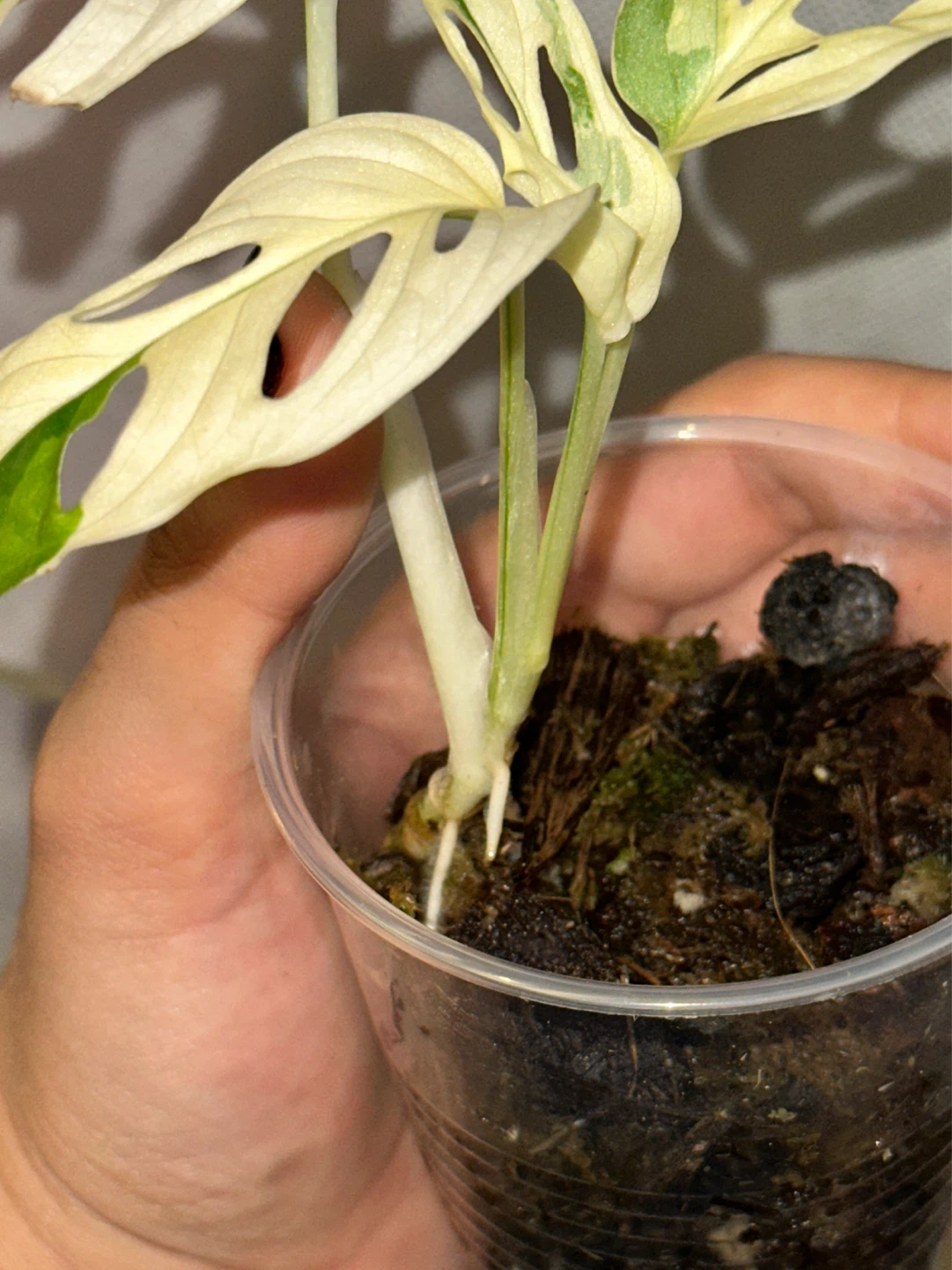 Monstera Adansonii Albo / Japanese Tricolor Plant - photo 4
