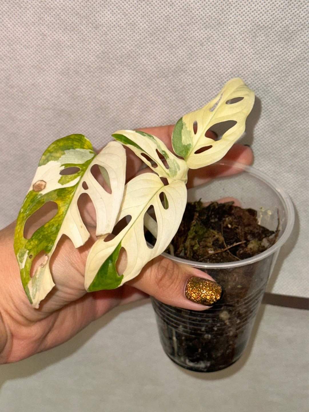 Monstera Adansonii Albo / Japanese Tricolor Plant - photo 2