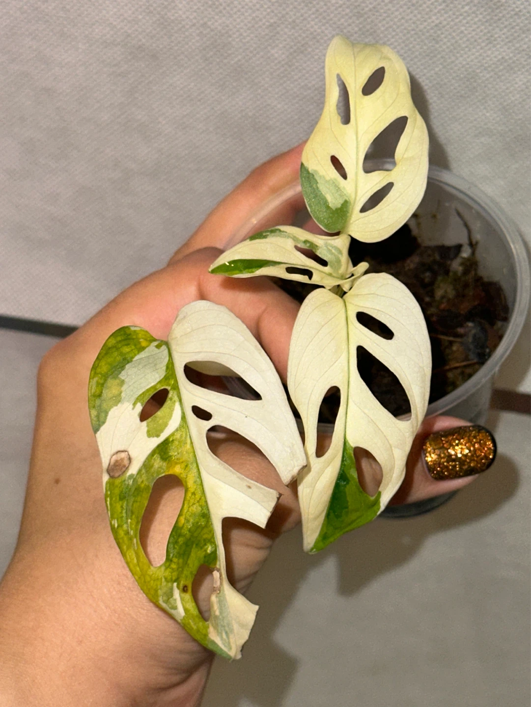 Monstera Adansonii Albo / Japanese Tricolor Plant