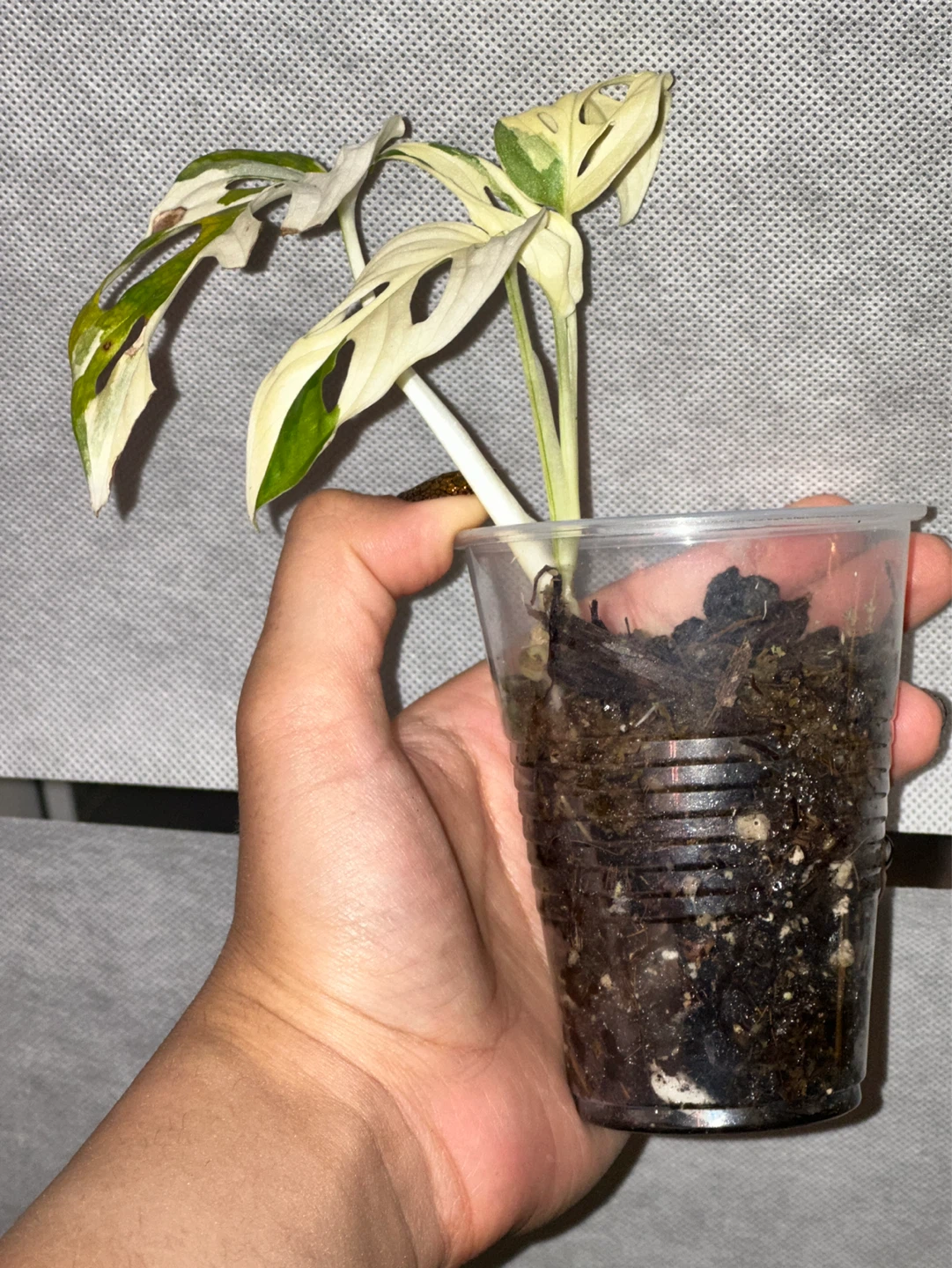 Monstera Adansonii Albo / Japanese Tricolor Plant - photo 3