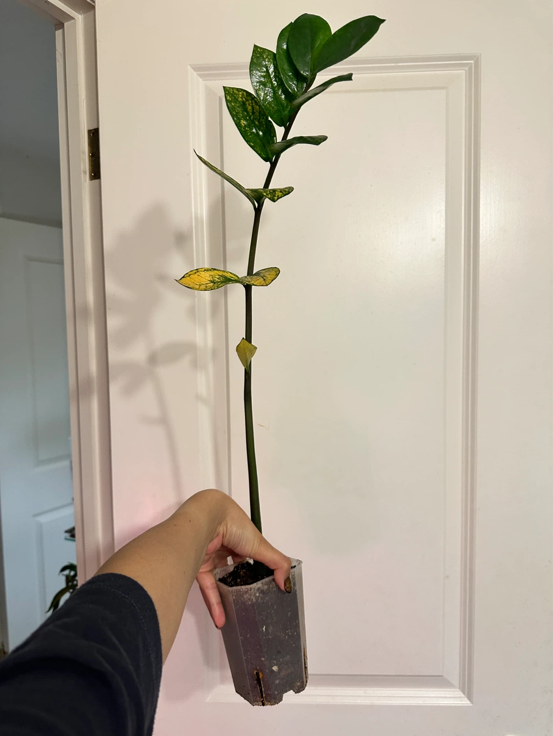 Variegated Zz Plant - photo 2