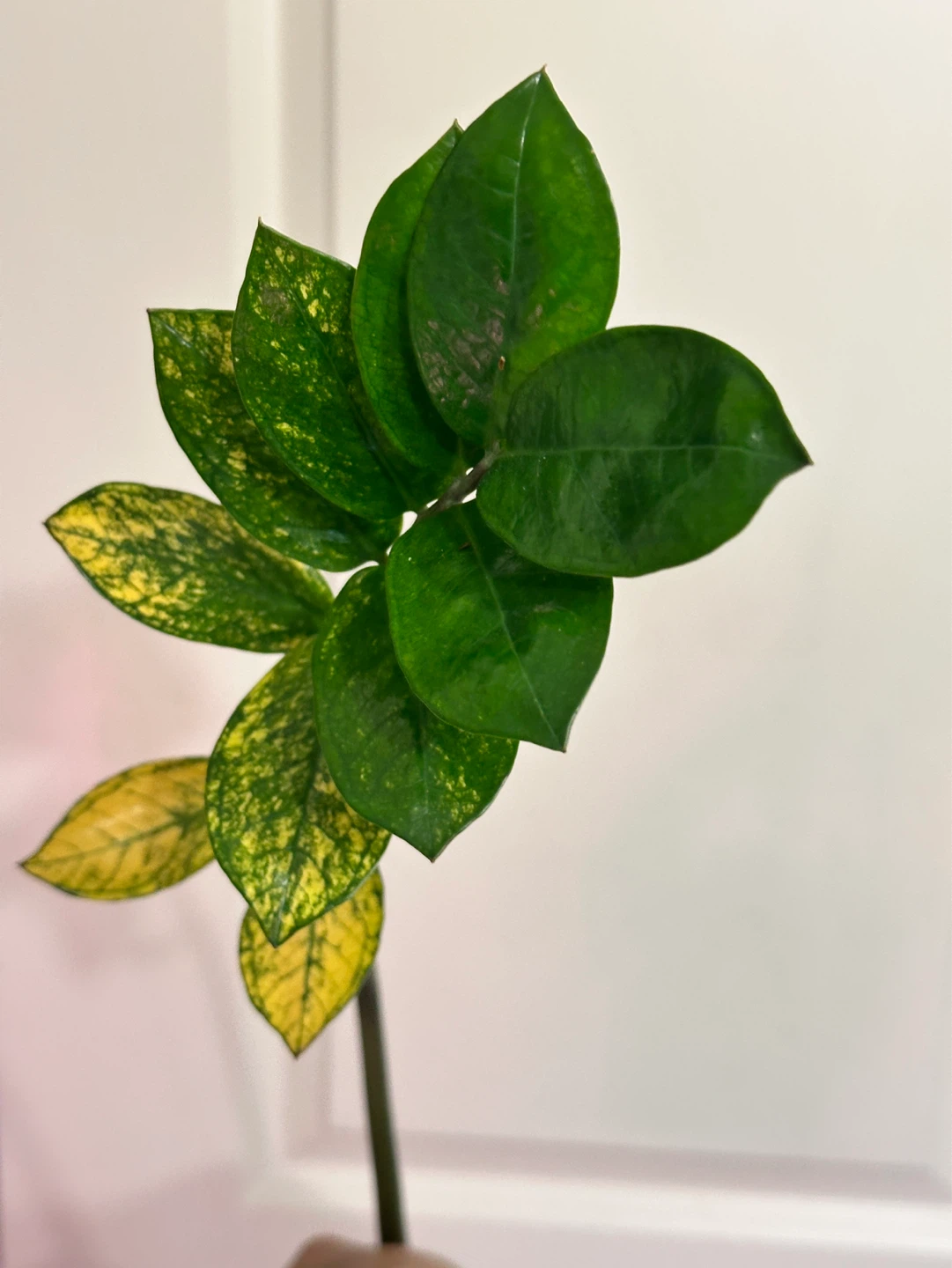 Variegated Zz Plant