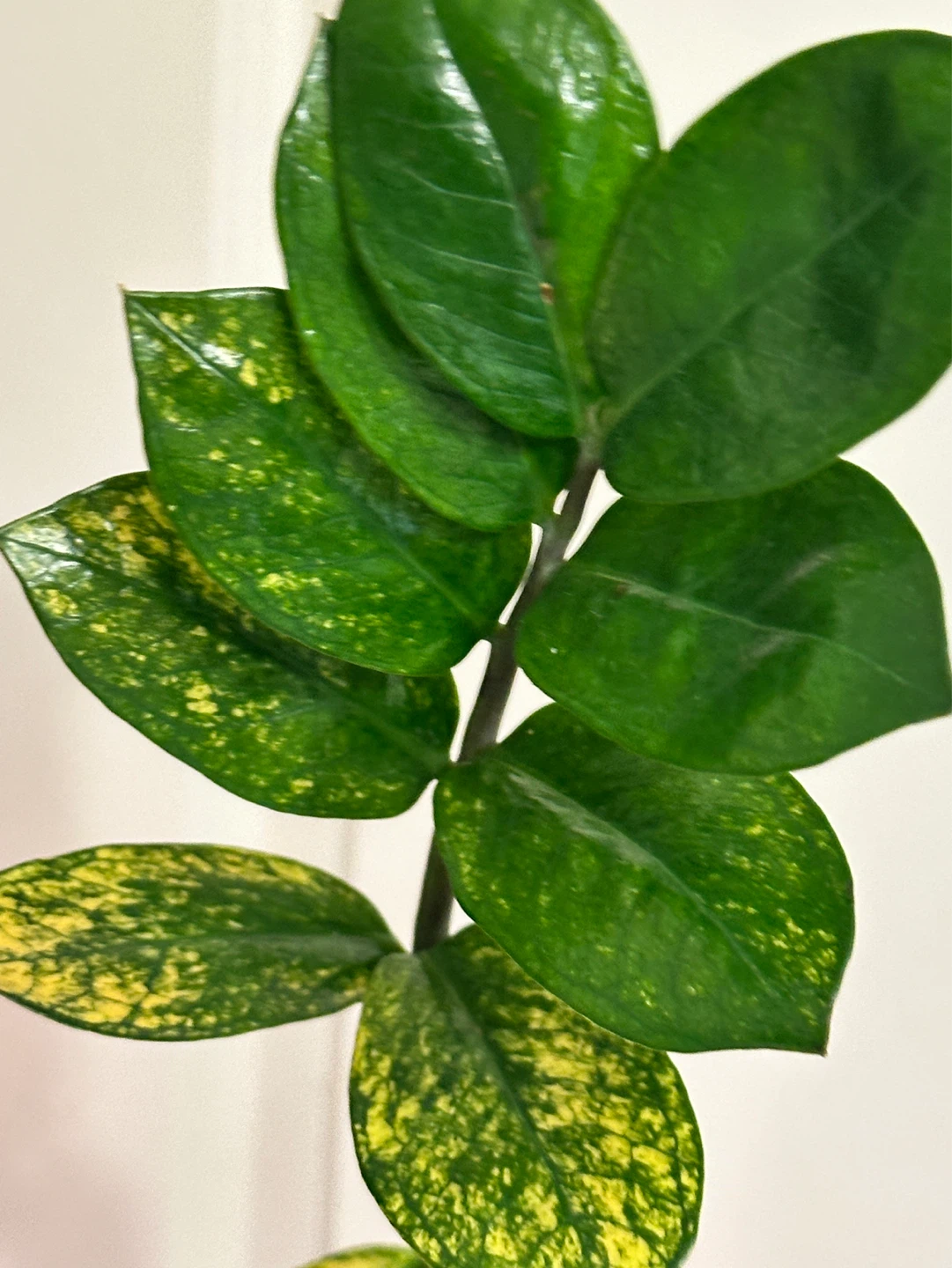 Variegated Zz Plant - photo 4