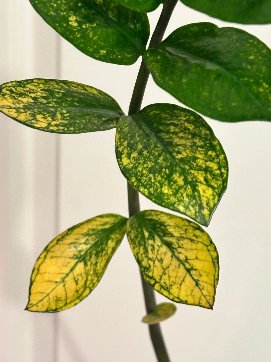 Variegated Zz Plant - photo 3