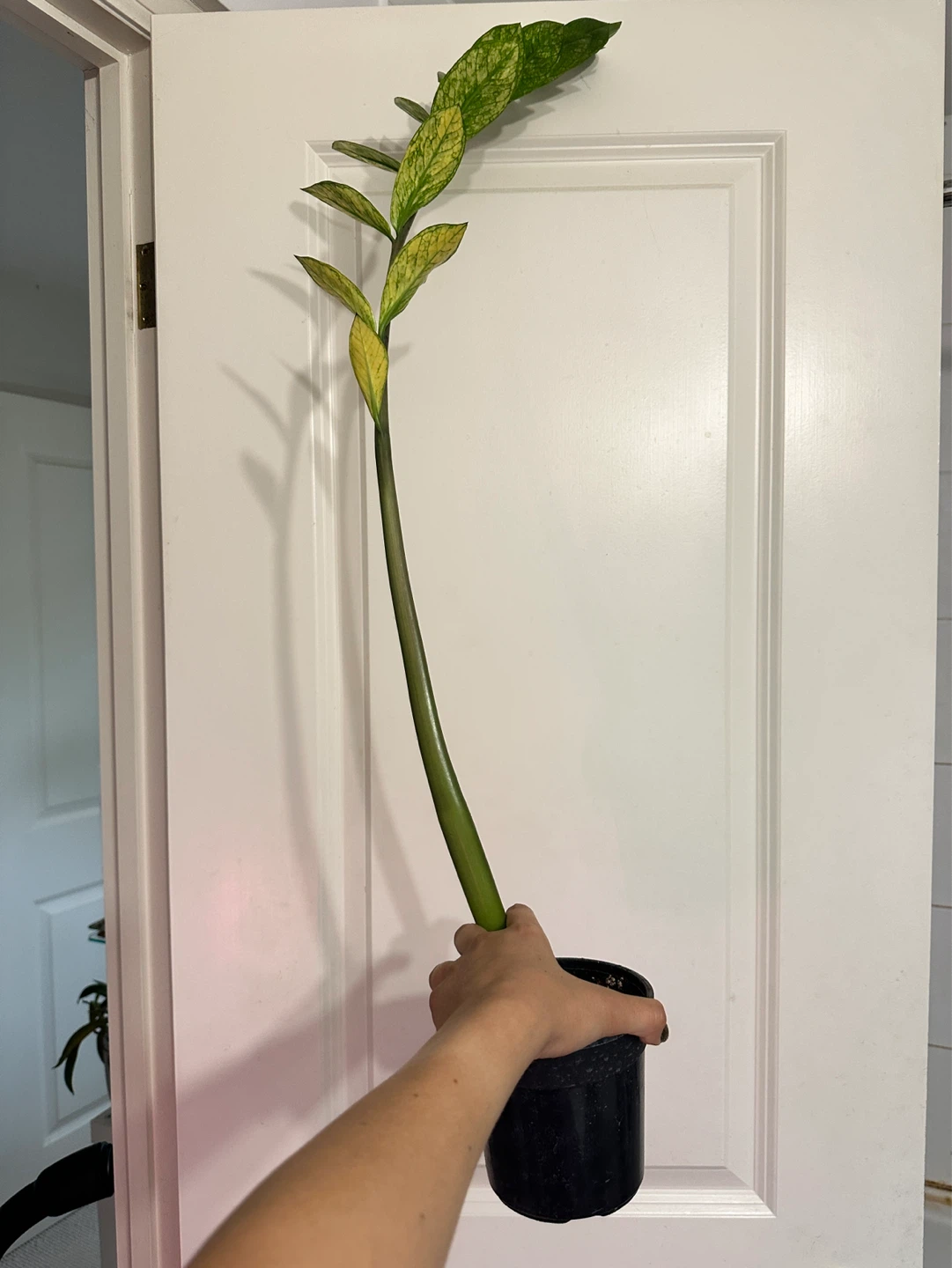 Variegated Zz Plant - photo 2