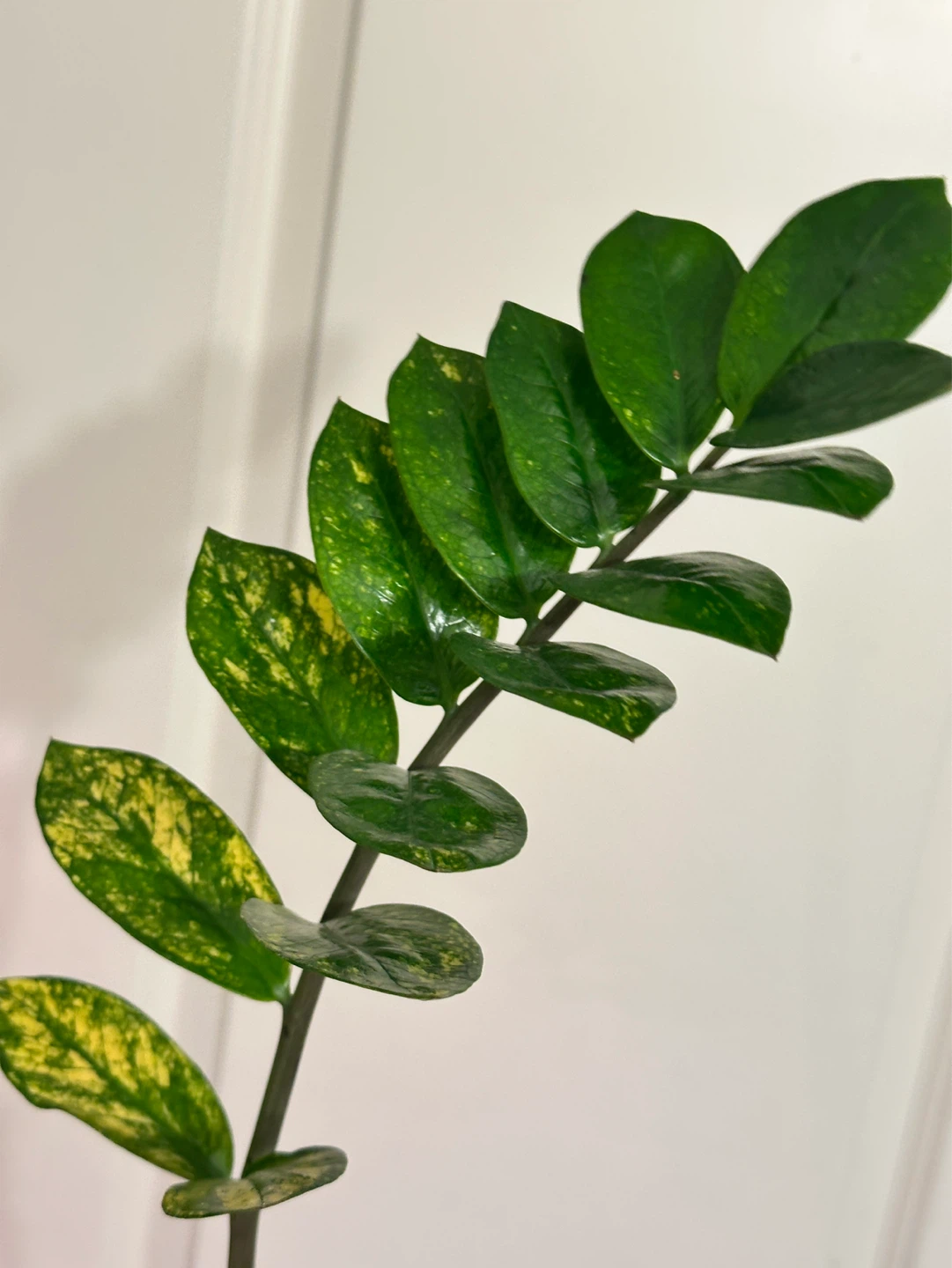 Variegated Zz Plant - photo 4