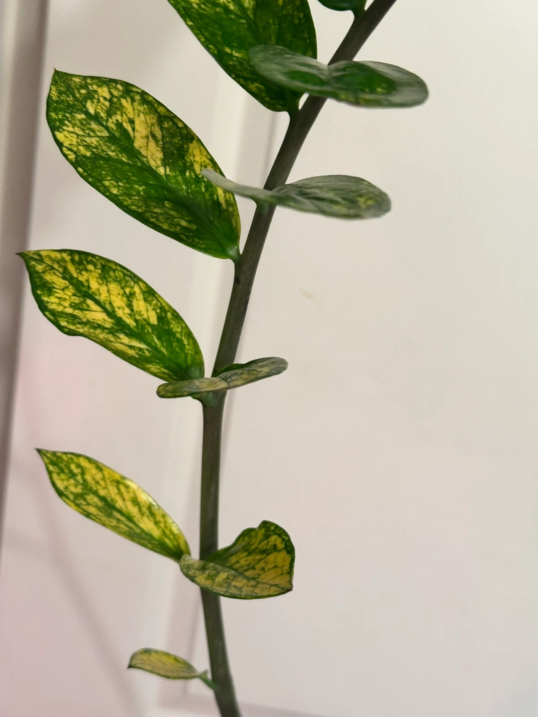 Variegated Zz Plant - photo 3