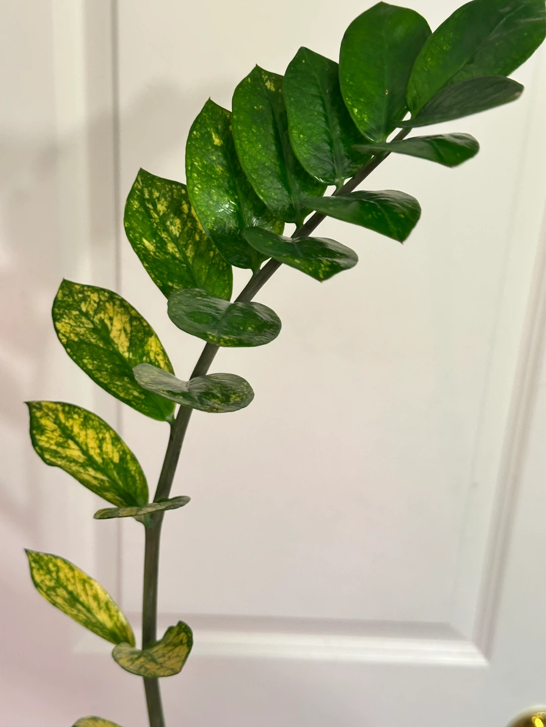 Variegated Zz Plant