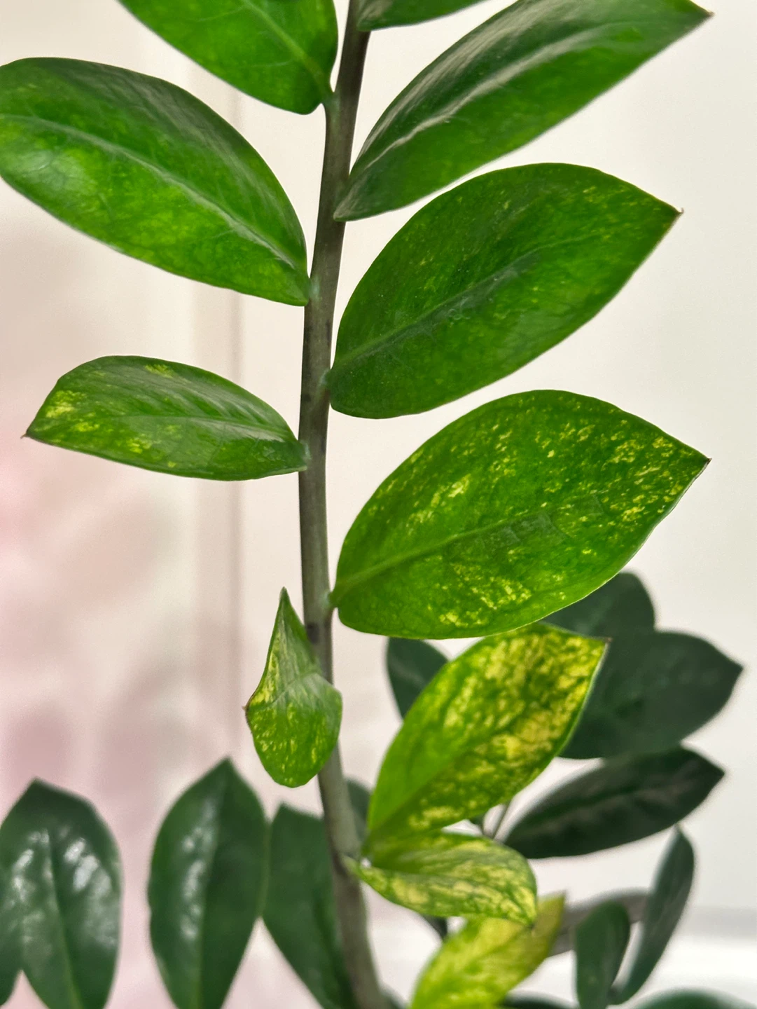 Variegated Zz Plant - photo 4