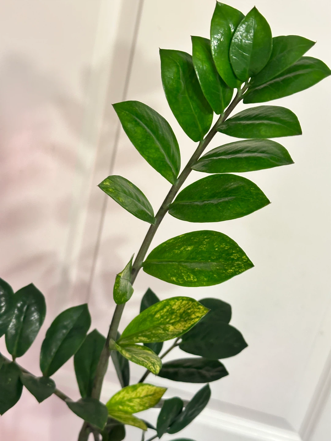 Variegated Zz Plant