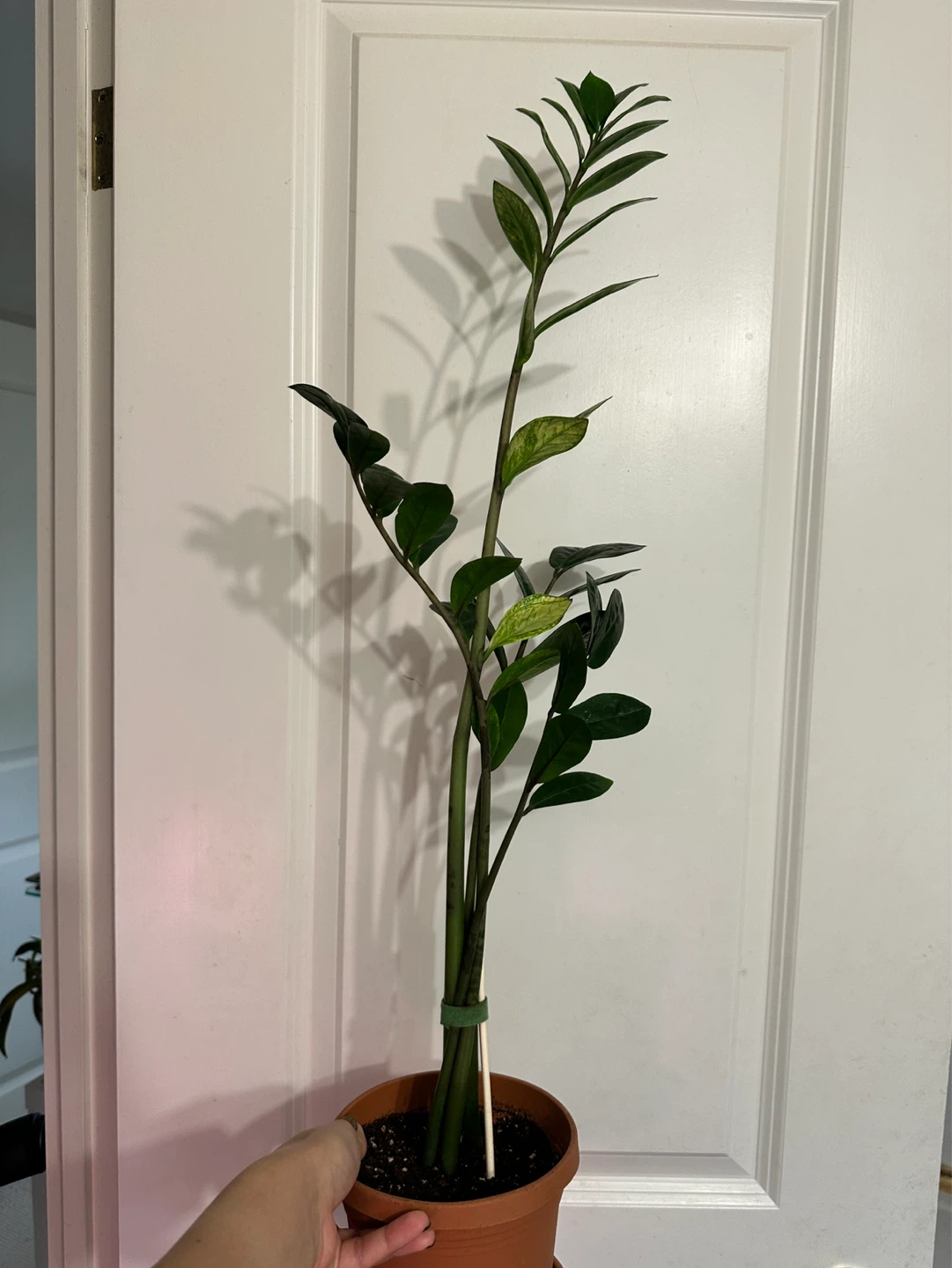 Variegated Zz Plant - photo 2