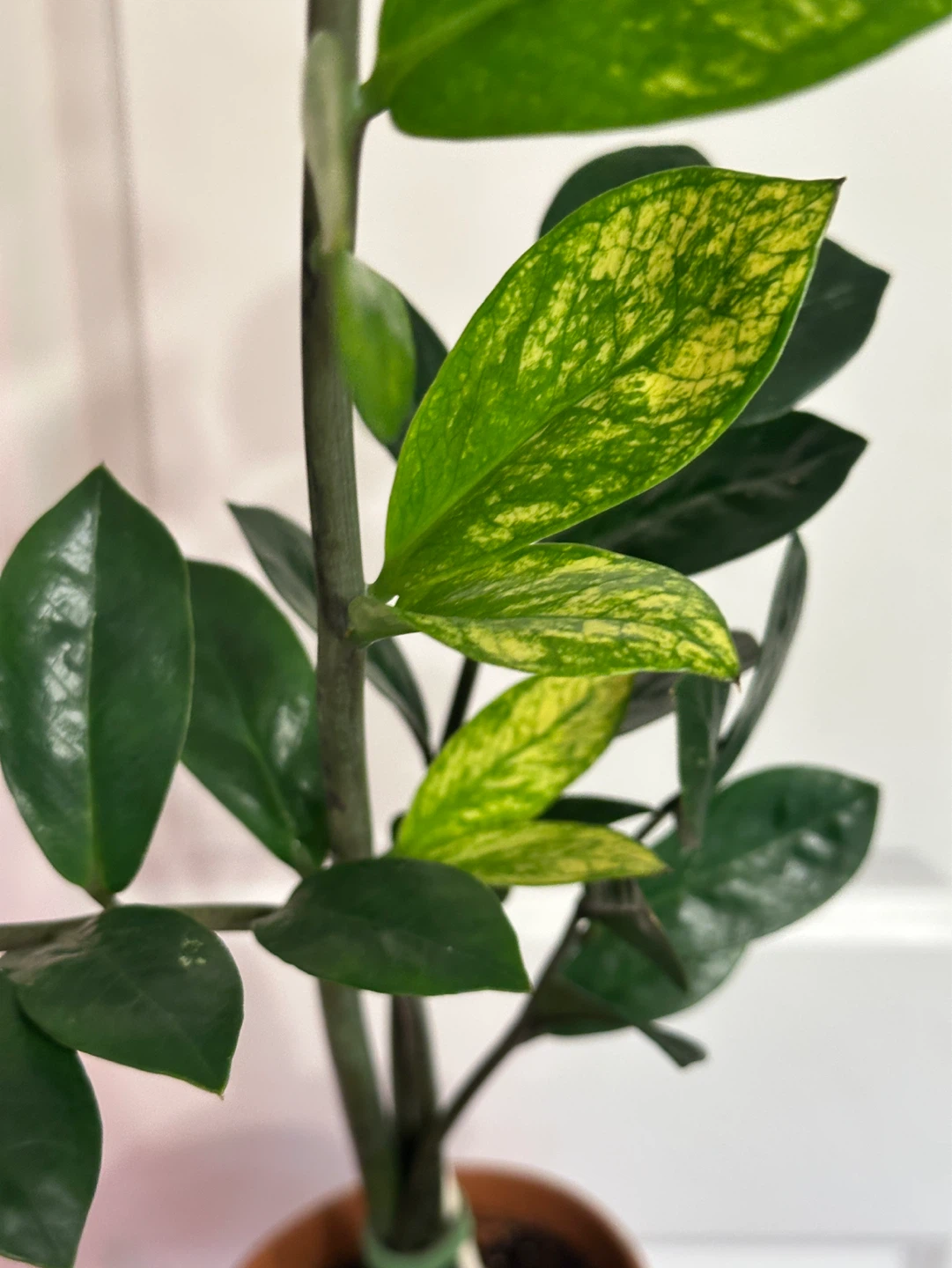 Variegated Zz Plant - photo 3