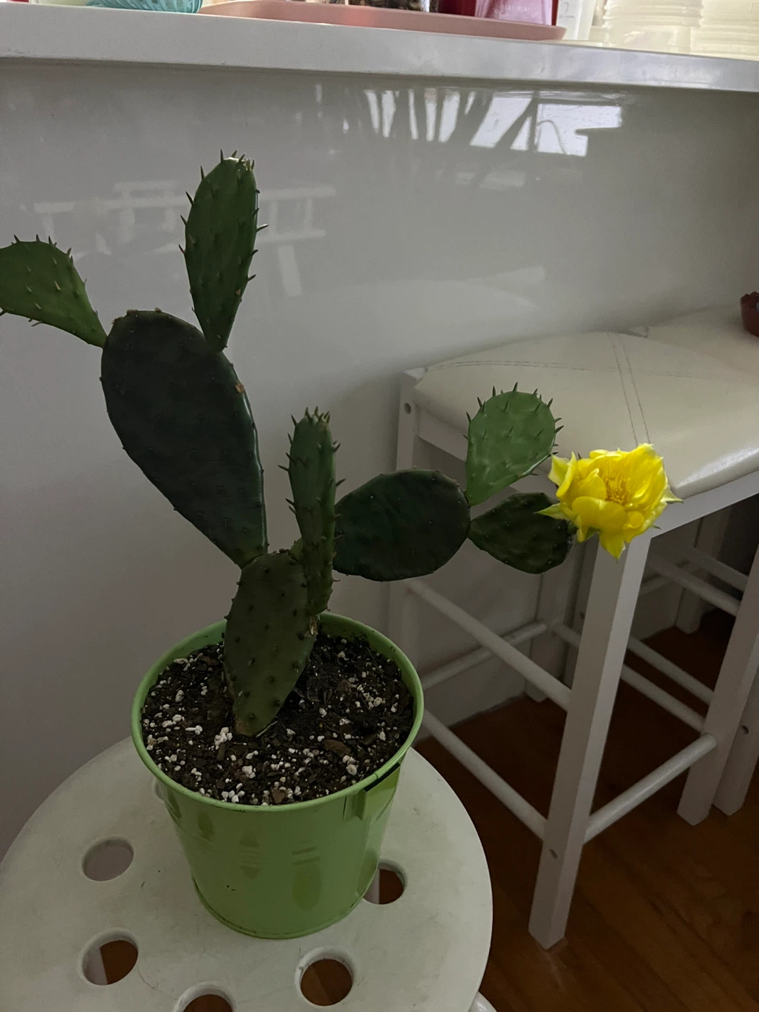 Prickly Pear Cactus Plant with flower - photo 4