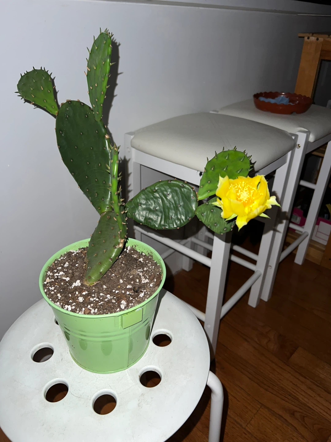 Prickly Pear Cactus Plant with flower - photo 3