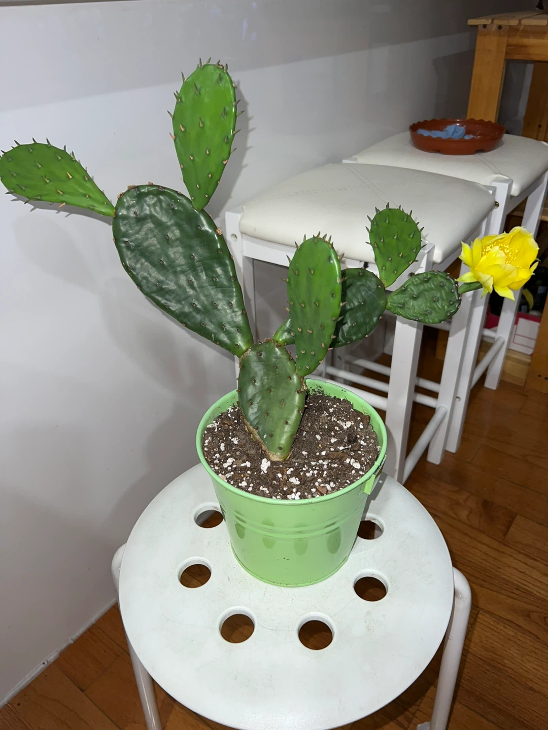 Prickly Pear Cactus Plant with flower - photo 2