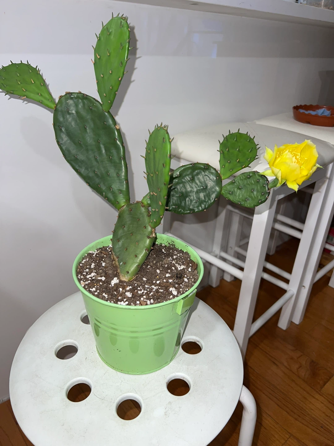 Prickly Pear Cactus Plant with flower